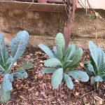 article image - Growing kale